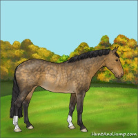 Horse Color:Buckskin Dun Rabicano 