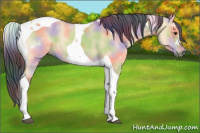 Horse Color:Nacre Bay Dun Tobiano 