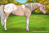Horse Color:Nacre Silver Bay Tobiano Appaloosa Rabicano 