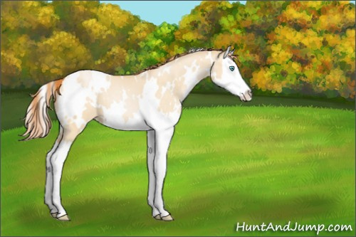 Horse Color:White Spotted Buckskin Pearl Dun Splash 
