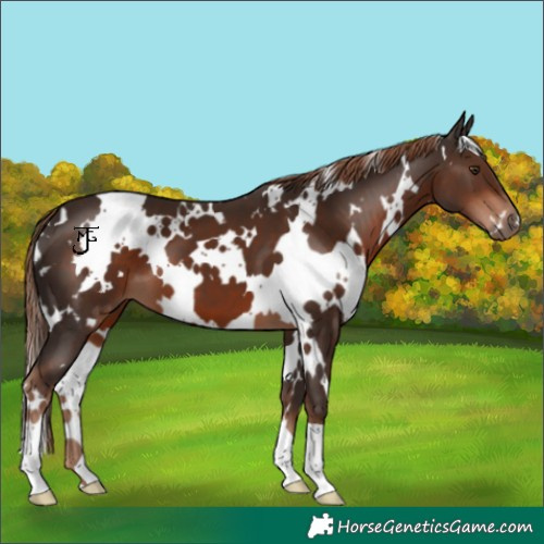 Horse Color:White Spotted Liver Chestnut 