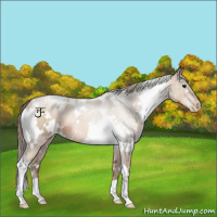 Horse Color:White Spotted Brown Pearl 