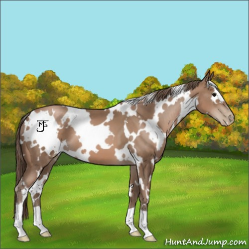 Horse Color:White Spotted Black Pearl