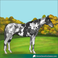 Horse Color:White Spotted Black