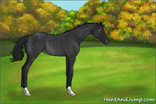 Horse Color:Gray Blue Roan Appaloosa Rabicano 