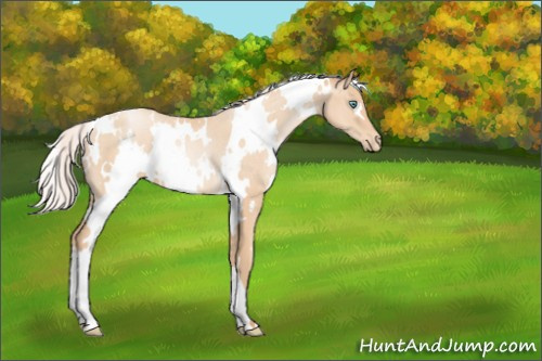 Horse Color:White Spotted Silver Sable Champagne Pearl Appaloosa Rabicano 