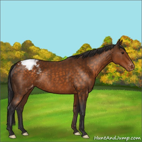 Horse Color:Buckskin Appaloosa Rabicano 