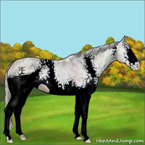 Horse Color:ERROR: UNKNOWN ANOMALY