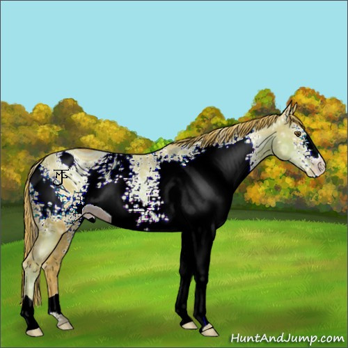 Horse Color:ERROR: UNKNOWN ANOMALY