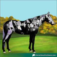 Horse Color:ERROR: UNKNOWN ANOMALY