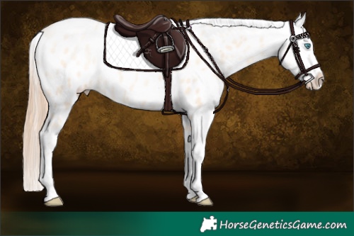 Horse Color:White Spotted Classic Cream Champagne Pearl Dun Appaloosa Rabicano 