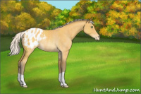 Horse Color:Silver Amber Cream Champagne Appaloosa Rabicano