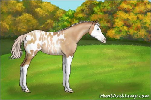 Horse Color:Gray Silver Classic Champagne Pearl Splash Appaloosa Rabicano 