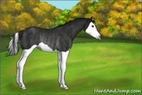 Horse Color:Gray Smoky Black Splash Rabicano 