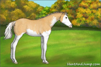 Horse Color:Silver Buckskin Dun Sabino Splash Rabicano