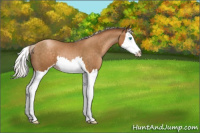 Horse Color:Gray Silver Buckskin Pearl Sabino Splash 