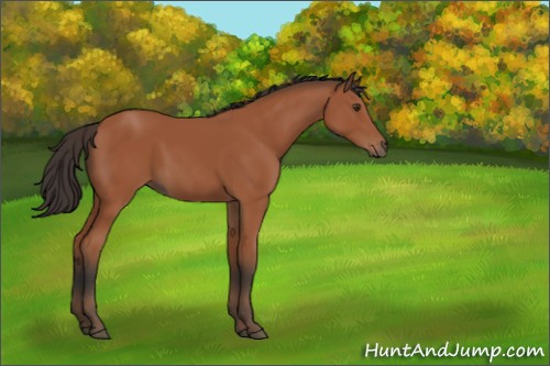 Horse Color:Bay 