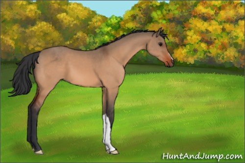 Horse Color:Bay Dun 