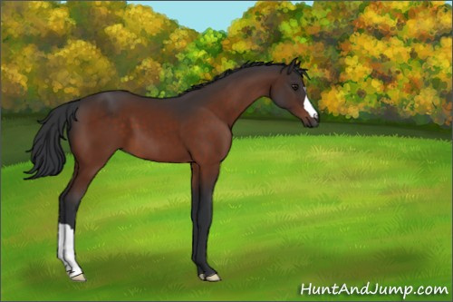 Horse Color:Brown 