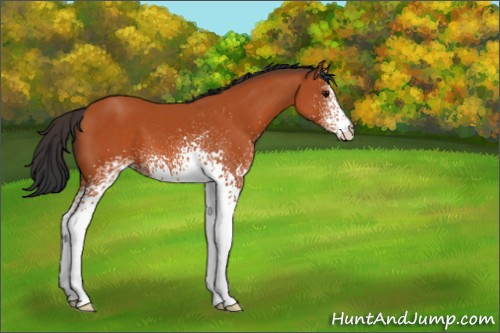 Horse Color:White Spotted Bay 
