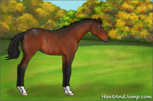 Horse Color:Gray Bay Rabicano 