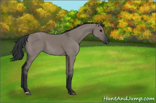 Horse Color:Grullo