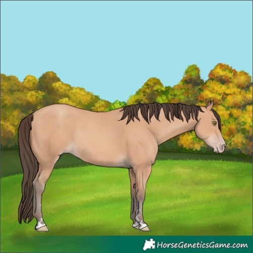 Horse Color:Amber Champagne Rabicano 