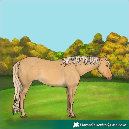 Horse Color:Palomino Dun 