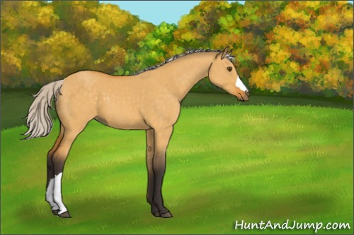 Horse Color:Silver Buckskin Dun