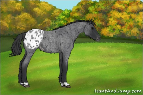 Horse Color:Blue Roan Appaloosa 