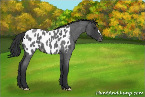 Horse Color:Blue Roan Appaloosa 