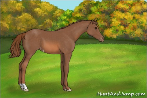 Horse Color:Chestnut Appaloosa 