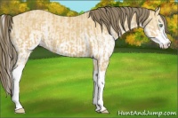 Horse Color:Amber Cream Champagne Splash and White Spotted Amber Cream Champagne Roan