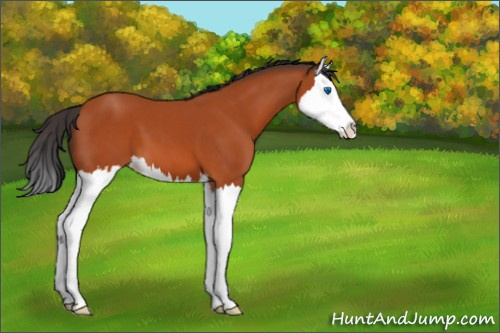 Horse Color:Bay Splash 