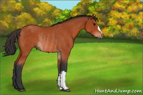 Horse Color:Bay Rabicano 