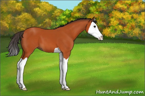 Horse Color:Bay Splash 