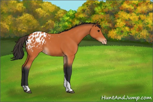Horse Color:Bay Tobiano Appaloosa 