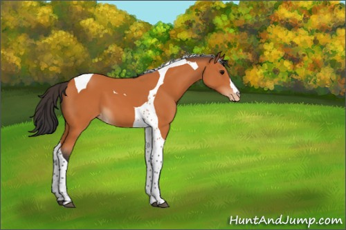 Horse Color:Bay Tobiano Appaloosa 