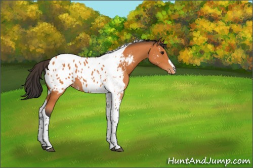 Horse Color:Bay Tobiano Appaloosa 