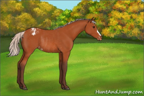 Horse Color:Silver Bay Appaloosa Rabicano 