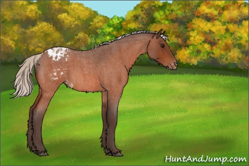 Horse Color:Silver Bay Roan Appaloosa 