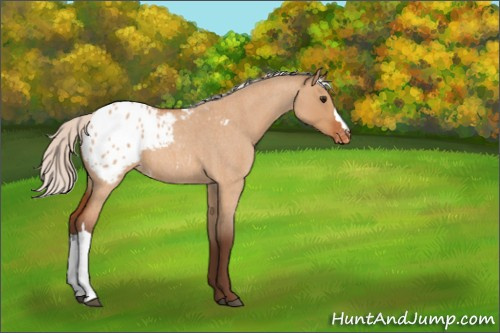 Horse Color:Silver Bay Roan Dun Appaloosa 