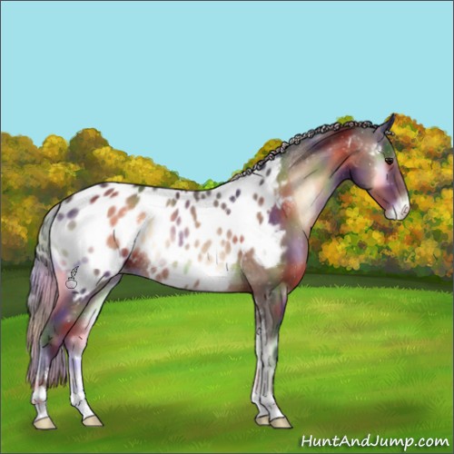 Horse Color:Nacre Silver Brown Onyx Sabino Appaloosa Rabicano 