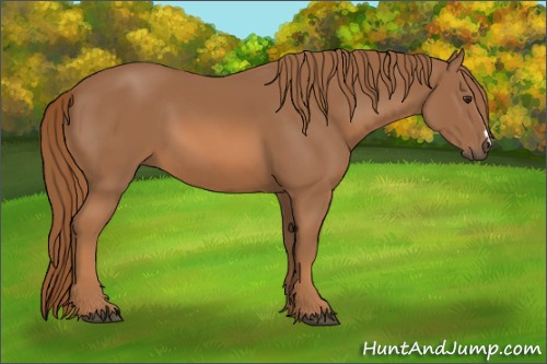 Horse Color:Unknown 