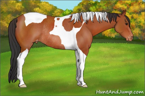 Horse Color:Brown Tobiano Appaloosa Rabicano 