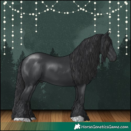 Horse Color:Black 