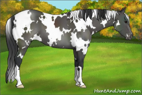 Horse Color:White Spotted Black Appaloosa