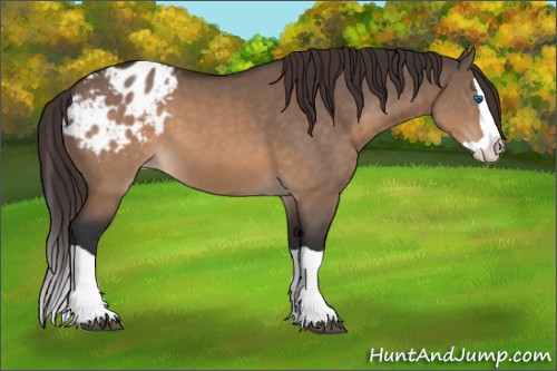 Horse Color:Brown Dun Splash Appaloosa