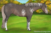 Horse Color:White Spotted Silver Black 