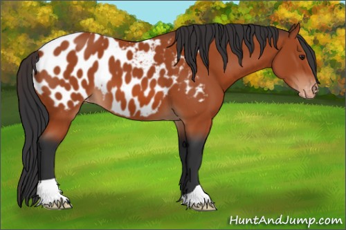 Horse Color:Brown Appaloosa